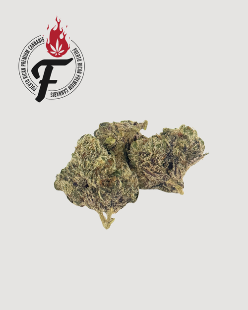 Tropical Madness - Hybrid Sativa - Fuego