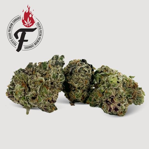 Jamaican Jet Fuel - Hybrid Sativa