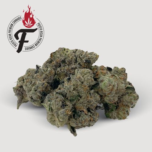 Opal Orchid - Hybrid Indica - Fuego