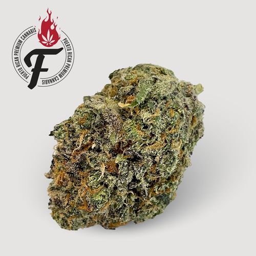 Hawaiian Velvet - Hybrid - Fuego