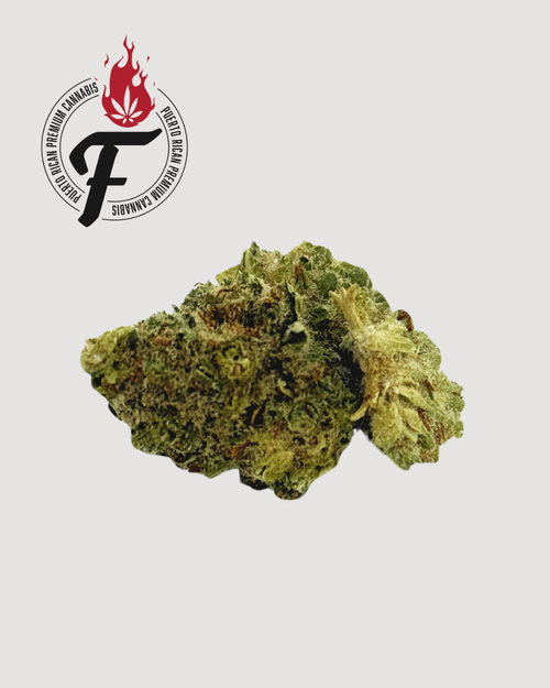 Y Griega CBD P4 - Hybrid Sativa - Fuego