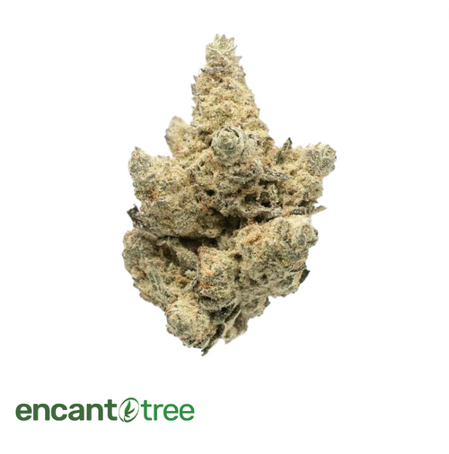 [VITAL] BLACK DOG FLOWER 