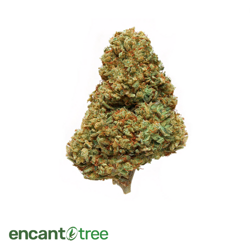 [VITAL] LIMONCILLO FLOWER