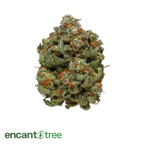 [VITAL] PERREO FLOWER