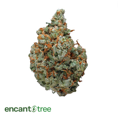 [VITAL] BIG DADDY FLOWER