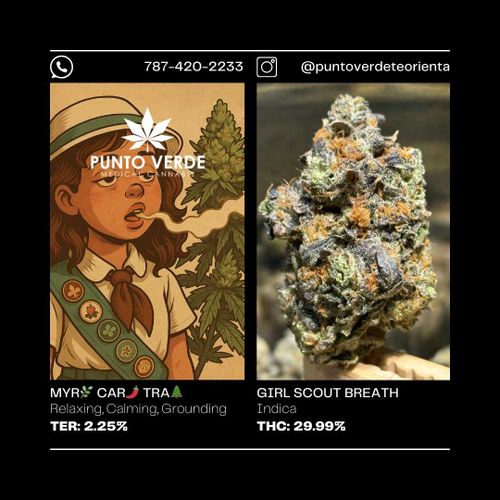 Girl Scout Breath INDICA