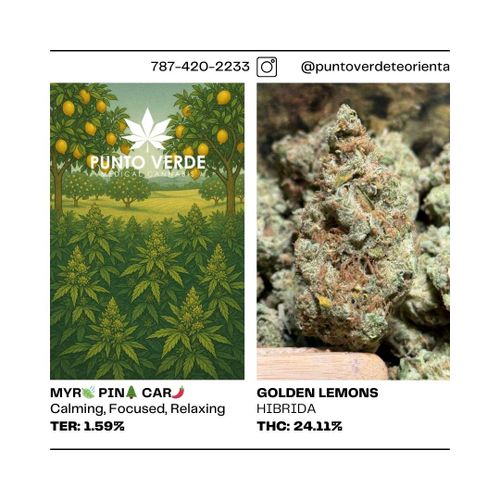 Golden Lemons