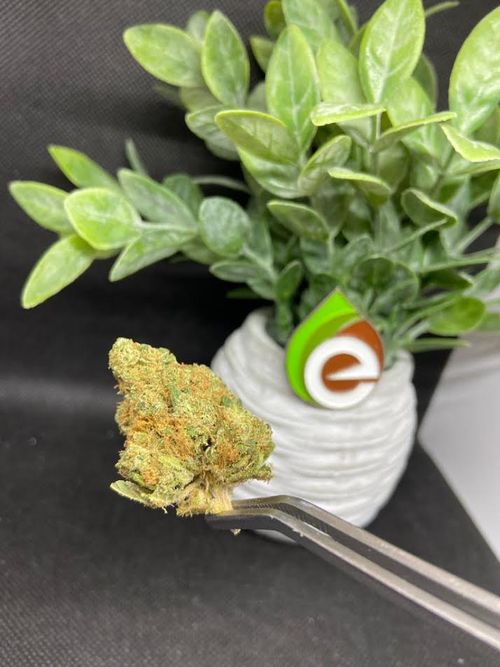 CRITICAL CARE 1:1 FLOWER