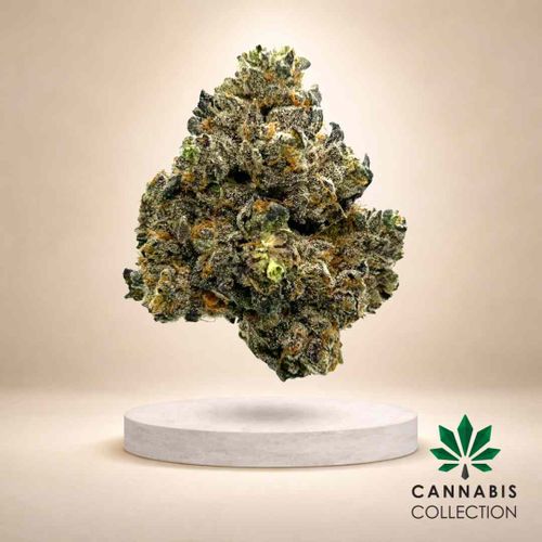 (Hortus) Karamel Kut Throat