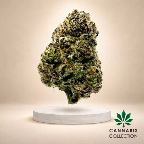 (OGBio) Mango Kush Flower