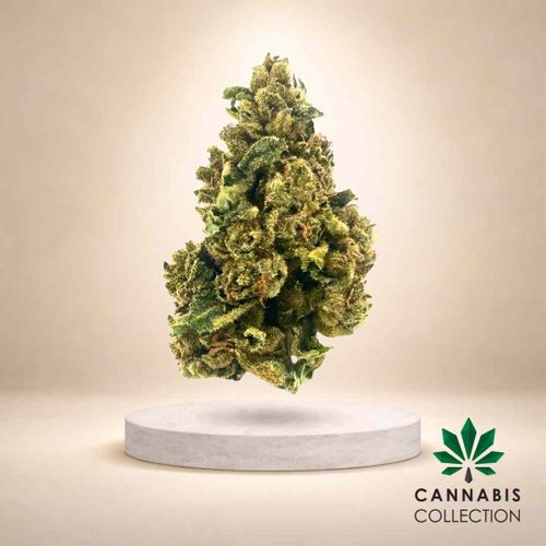 (T) Zesty Parm Flower